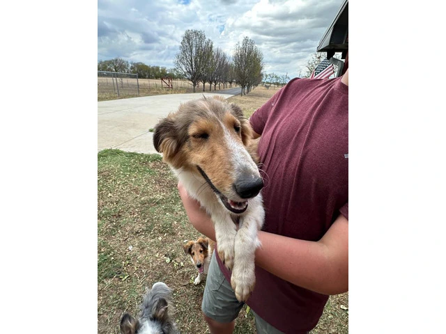 Sheltie puppies (local pickup only) - 6/15