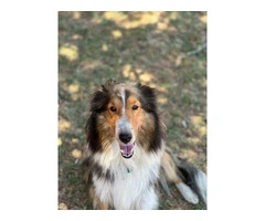 Sheltie puppies (local pickup only) - 15