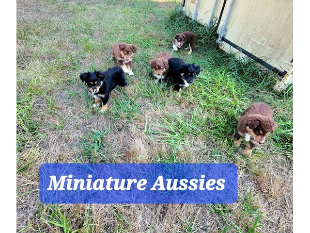 Red tri/black tri Mini Aussie Puppies - 4/8