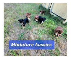 Red tri/black tri Mini Aussie Puppies - 4
