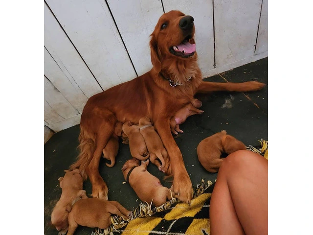 AKC Dark Red Golden puppies available - 1/3