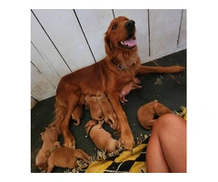 AKC Dark Red Golden puppies available