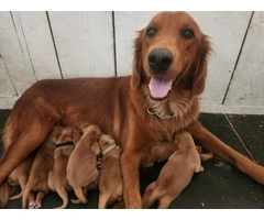 AKC Dark Red Golden puppies available - 3