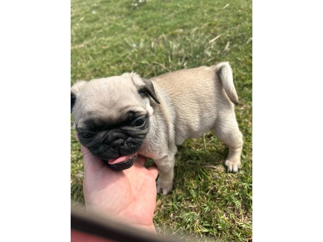 2 Pug puppies for sale - 1/8