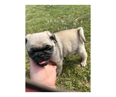2 Pug puppies for sale