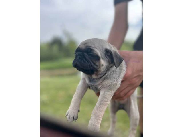 2 Pug puppies for sale - 2/8