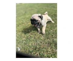 2 Pug puppies for sale - 3