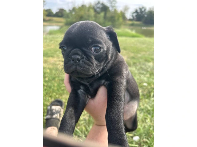 2 Pug puppies for sale - 4/8