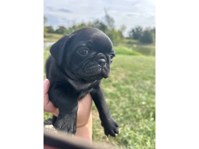 2 Pug puppies for sale - 5/8