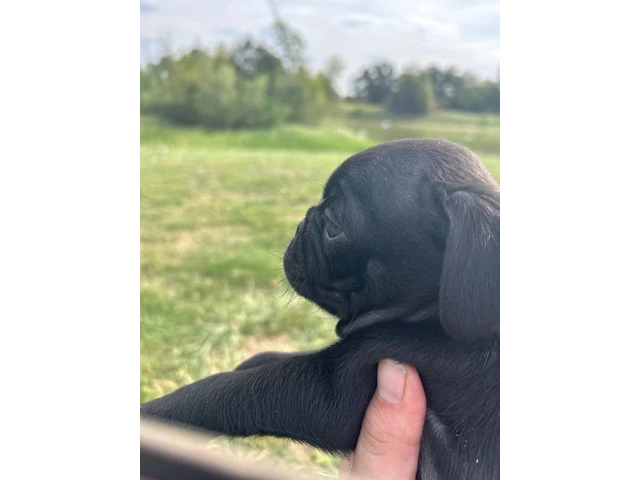 2 Pug puppies for sale - 6/8