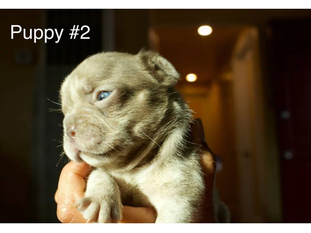 French bulldog puppies not cheap - 4/16