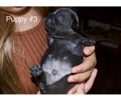 French bulldog puppies not cheap - 9