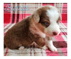 AKC registered Australian Shepherd puppies for sale - 3