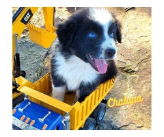 AKC registered Australian Shepherd puppies for sale - 6