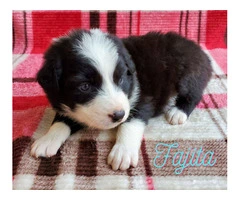 AKC registered Australian Shepherd puppies for sale - 7