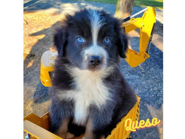AKC registered Australian Shepherd puppies for sale - 10/14