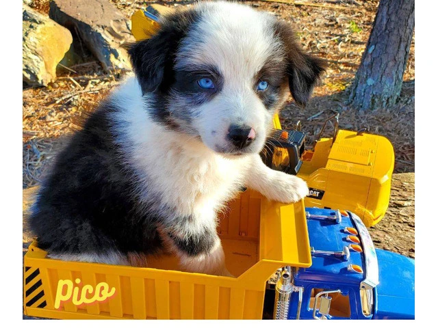 AKC registered Australian Shepherd puppies for sale - 12/14