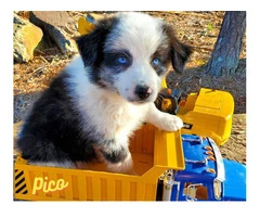 AKC registered Australian Shepherd puppies for sale - 12