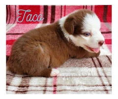 AKC registered Australian Shepherd puppies for sale - 13