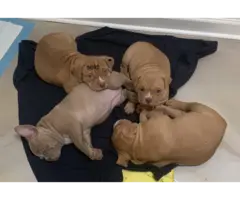 3 stunning pocket bully puppies left
