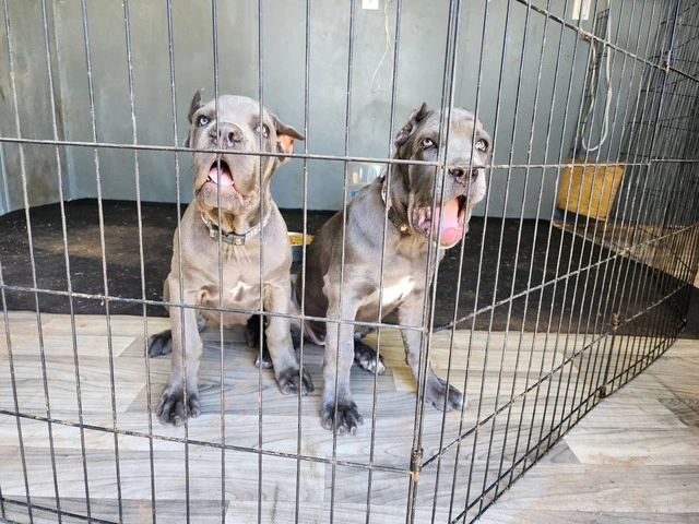 Fully registered Cane Corso puppies for sale - 1/9