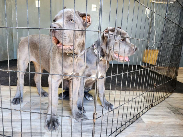 Fully registered Cane Corso puppies for sale - 2/9