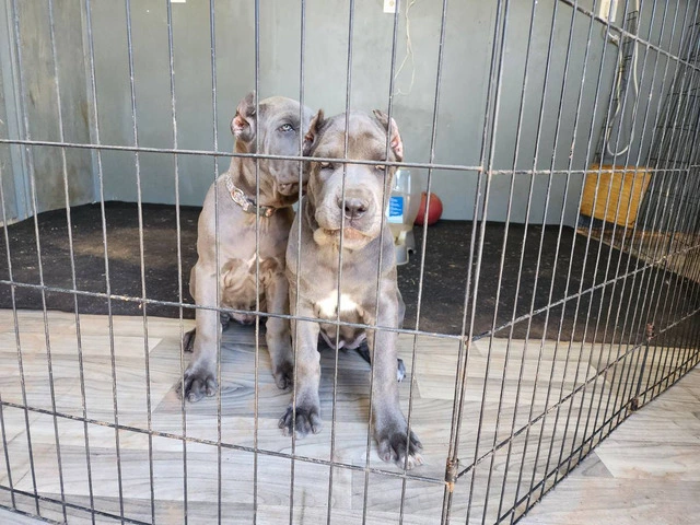 Fully registered Cane Corso puppies for sale - 5/9