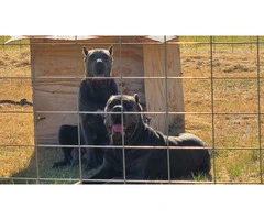 Fully registered Cane Corso puppies for sale - 7