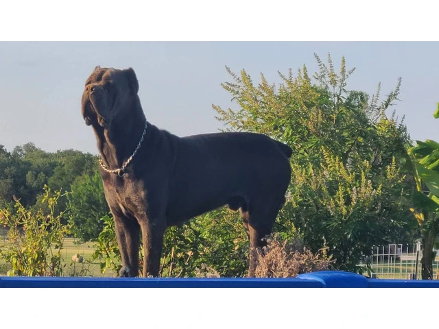 Fully registered Cane Corso puppies for sale - 8/9