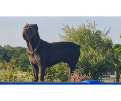 Fully registered Cane Corso puppies for sale - 8