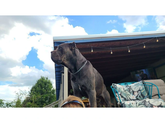 Fully registered Cane Corso puppies for sale - 9/9