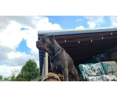 Fully registered Cane Corso puppies for sale - 9