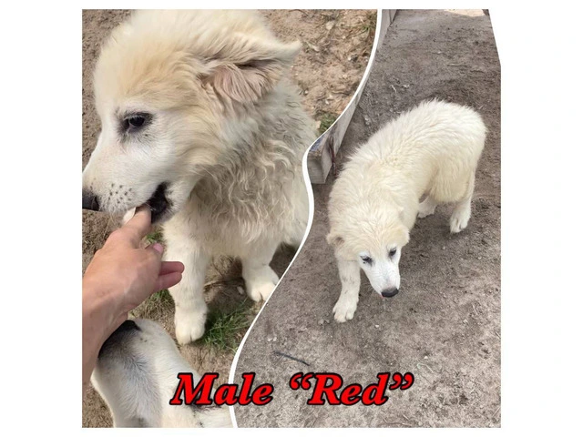 5 Maremma Sheepdog puppies for sale - 4/9