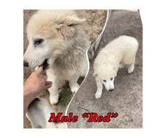 5 Maremma Sheepdog puppies for sale - 4