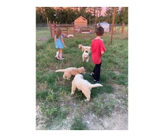 5 Maremma Sheepdog puppies for sale - 7