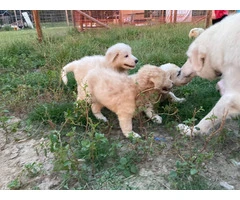 5 Maremma Sheepdog puppies for sale - 9