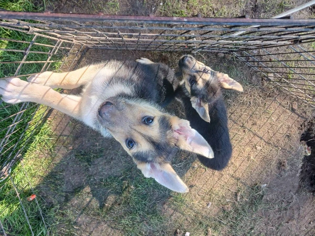 3 Shepsky puppies for adoption - 3/4