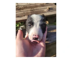 2 male and 1 female border collie puppies