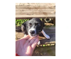 2 male and 1 female border collie puppies - 6