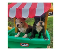 5 Frenchton puppies for sale
