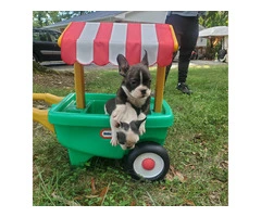 5 Frenchton puppies for sale - 2