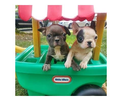 5 Frenchton puppies for sale - 3