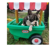 5 Frenchton puppies for sale - 5