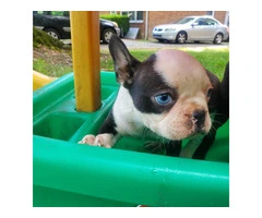 5 Frenchton puppies for sale - 6