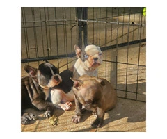5 Frenchton puppies for sale - 7