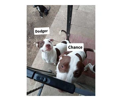 AmStaff Pitbull cross puppies
