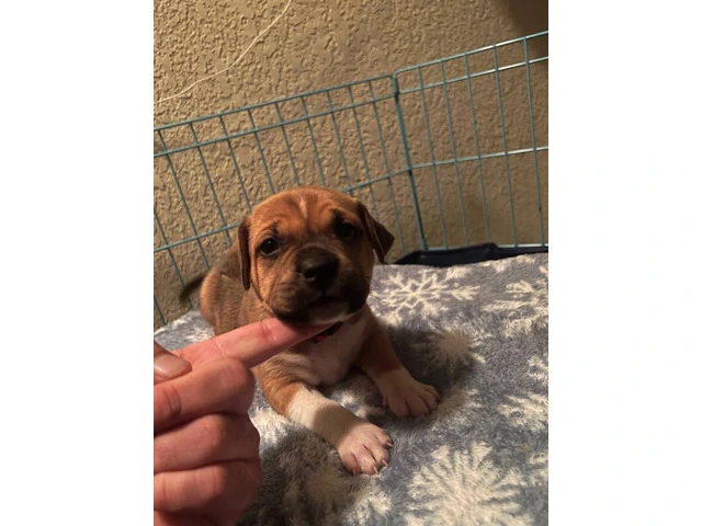 4 American Bully puppies available - 1/4