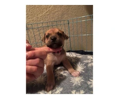 4 American Bully puppies available - 2