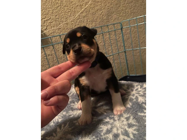 4 American Bully puppies available - 4/4