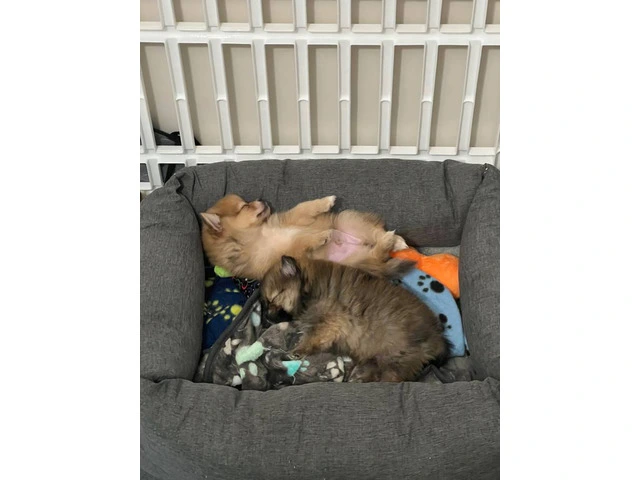 3 boy Pomeranian puppies for sale - 5/10